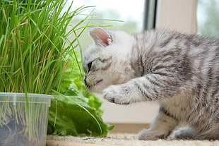 grey kitten near green linear leaf plant
